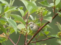 Broekpolderbos Schiedam (25mei2018)     